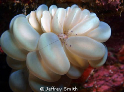 Bubble coral with shrimp by Jeffrey Smith 